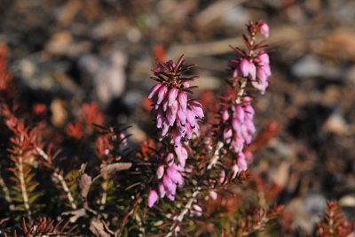 Erica carnea - vřesovec pleťový - květ